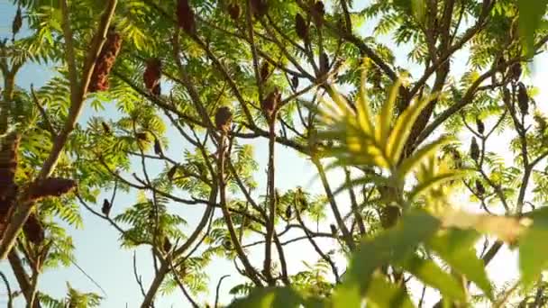 Staghorn Sumac Vörös Bársonygyümölcsös Tobozvirágokat Bemutató Fák Leveleinek Mozgó Közelsége — Stock videók