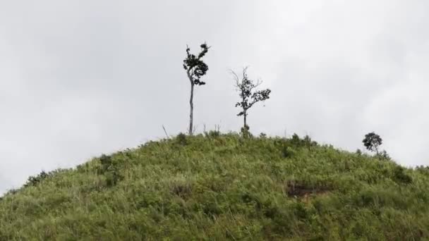 Windy Grass Hill Con Árboles Cima Temporada Nublada Lluviosa — Vídeo de stock