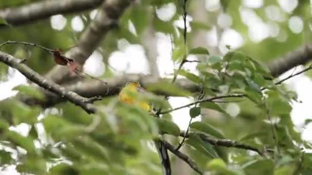Orange Breasted Trogon Perching Swaying Tree Branches Breeze Wind — Video