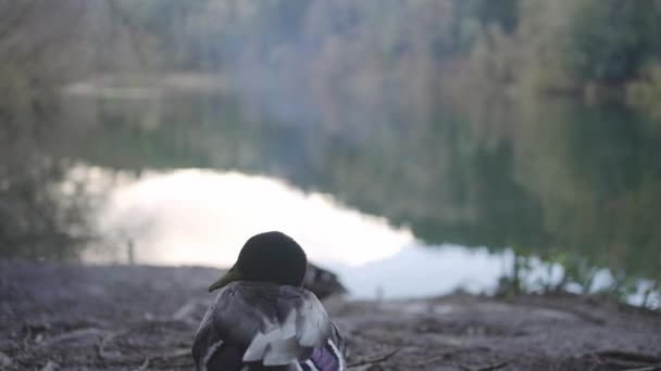 雄性野鸭 紫色羽毛 栖息在河岸上 机架对焦 — 图库视频影像