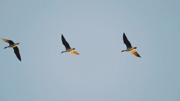 Three Taiga Bean Goose Flying Evening Blue Clear Sky Tracking — Stock Video