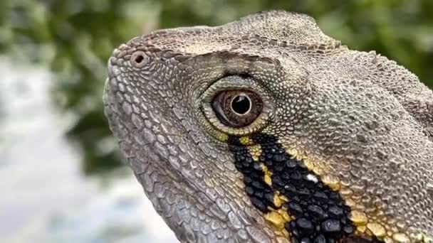 Scaly Spiny Crest Australian Water Dragon Intellagama Lesueurii Alarmed Its — 图库视频影像