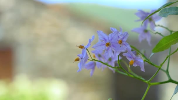 Randiga Bläckfisk Blommor Den Franska Landsbygden Sett Nära Håll Omloppsbana — Stockvideo