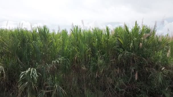 Rio Cotos Riverbanks Dominated Numerous Tall Juicy Reed Plants Slow — Vídeo de Stock