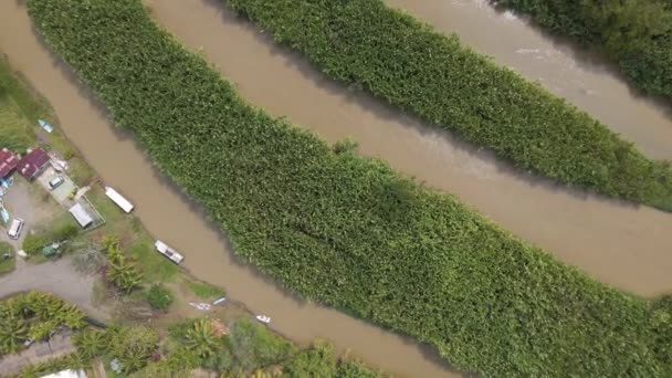 Río Marrón Cotos Dividido Por Dos Gruesas Franjas Plantas Caña — Vídeo de stock
