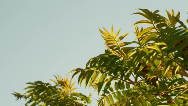 在黄昏的阳光和晴朗的天空中 斯塔霍恩苏玛克树的叶子在风中摇曳 — 图库视频影像