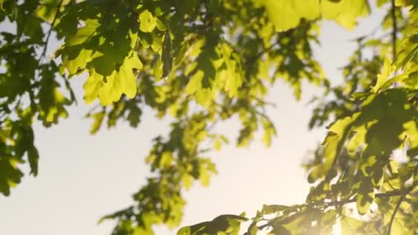 Φύλλα Βελανιδιάς Λικνίζονται Απαλά Στον Άνεμο Στο Όμορφο Φως Της — Αρχείο Βίντεο