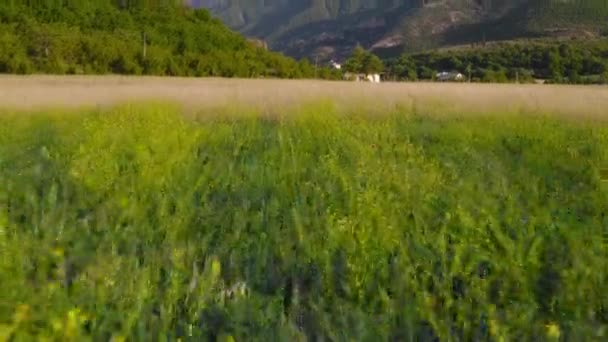 Low Level Flight Flowery Field Mountain Valley Sunny Daytime — Stockvideo