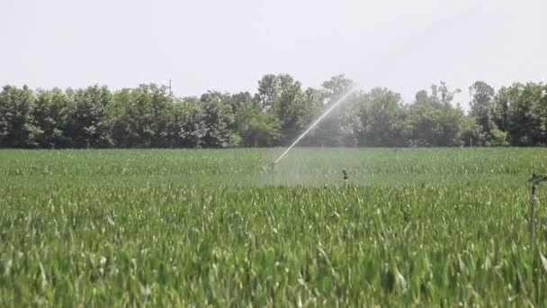 用农作物浇灌农田 农田灌溉系统采用水泉浇灌幼嫩的绿玉米田 炎热的夏天给玉米地浇水 — 图库视频影像