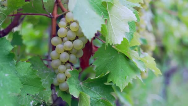 Rijpe Witte Druiven Hangend Aan Wijnranken Handschot — Stockvideo