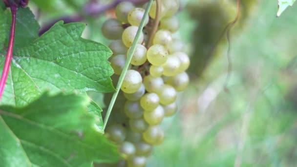 Primer Plano Uvas Blancas Rama Vid Disparo Mano — Vídeo de stock