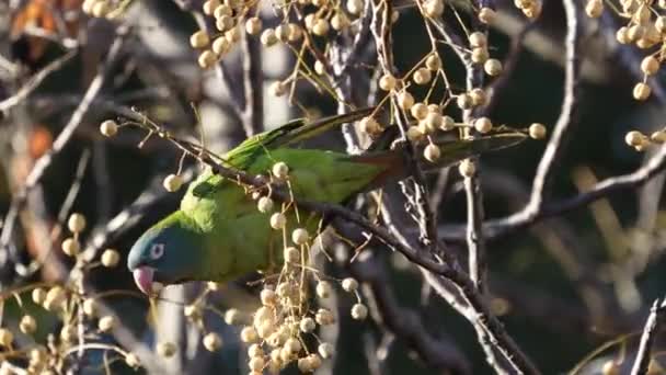 Blue Crowned Parakeet Thectocercus Acuticaudatus Feeding Chinaberry Tree Fruits Melia — Video Stock