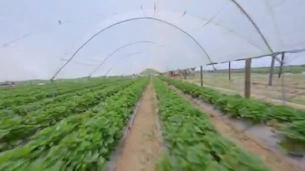 Fpv Strawberry Farm Constanza República Dominicana — Vídeos de Stock