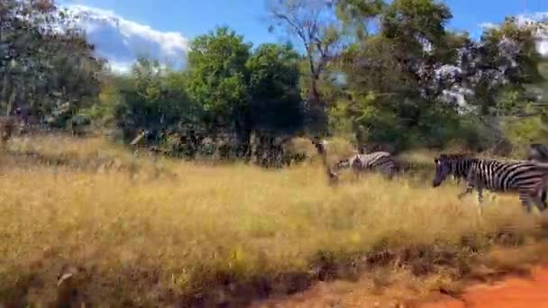 Anblick Einer Gruppe Wilder Zebras Einem Naturschutzgebiet Afrika Safari Und — Stockvideo