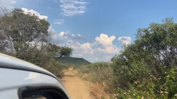 Внутри Автомобиля Сафари Снята Группа Жирафов Стоящих Грязной Дороге Солнечный — стоковое видео
