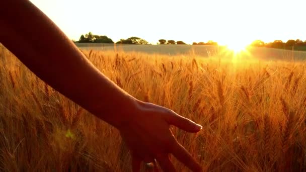Jemně Dotýkající Uši Pšeničných Zrn Zemědělském Poli Při Západu Zlatého — Stock video