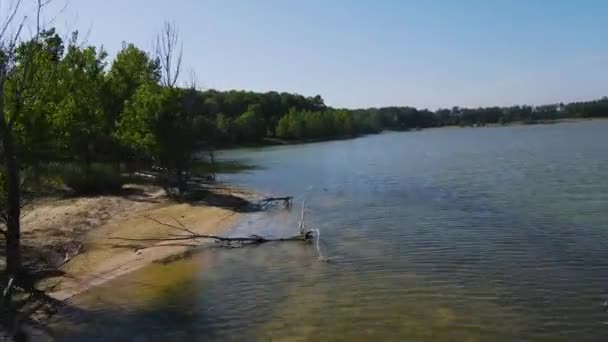 Tracking Forward Dead Trees Embedded Shoreline — Stock Video