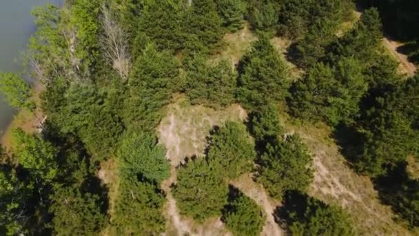 Naturreservat Med Antenne Fyrretræer – Stock-video