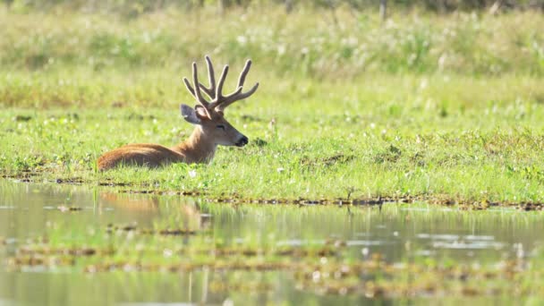 Wildlife Landscape Shot Graceful Marsh Deer Blastocerus Dichotomus Laying Low — Video Stock