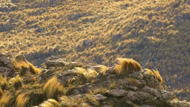 View Comechingones Mountains Villa Merlo San Luis Argentina Grasses Moving — Video