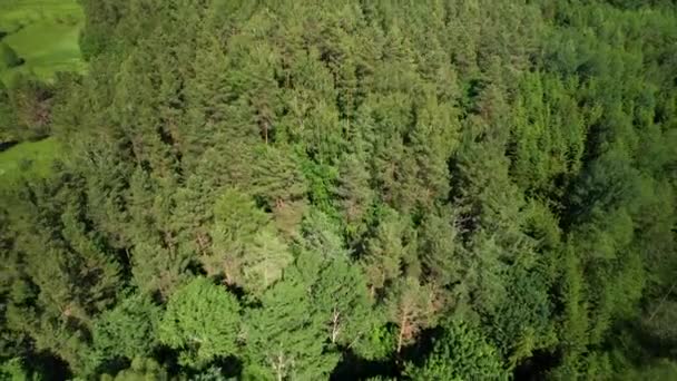 Aerial Top View Green Forest Fir Trees Fertile Vegetation Woodland — Video Stock