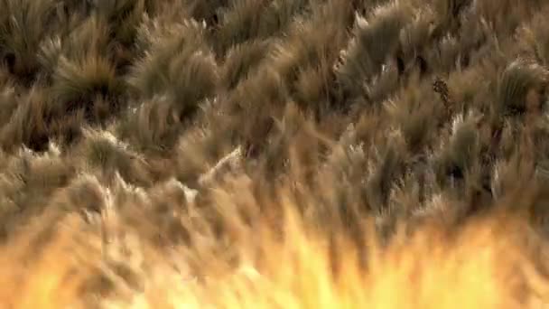 Grasses Moving Wind Slow Motion Comechingones Mountains Villa Merlo San — Video