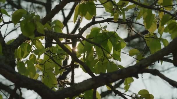 Cinematic Nature Footage Tree Branches Leaves Sunlight Sunny Day Jungle — Videoclip de stoc