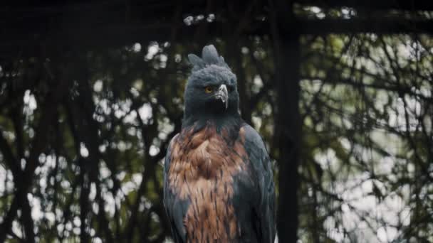 Наблюдающий Черно Каштановый Орел Диком Лесу Южной Америки Закрыть — стоковое видео