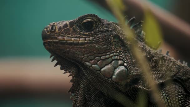 Close Green Iguana Tropical Nature Habitat Costa Rica Macro Shot — 图库视频影像