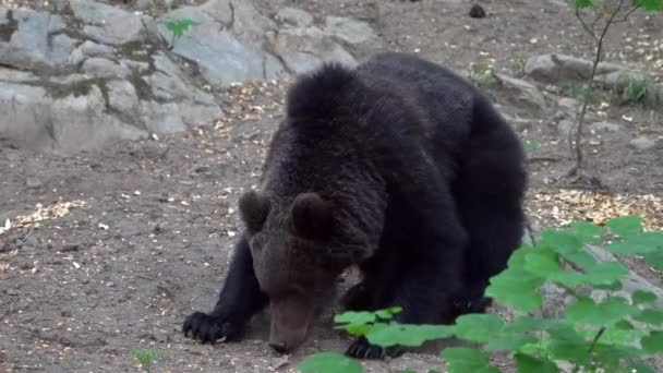 Young European Brown Bear Scratching His Butt While Eating — стоковое видео