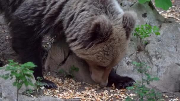 Close Female European Brown Bear Sniffing Food Eating Rocks Wild — 비디오