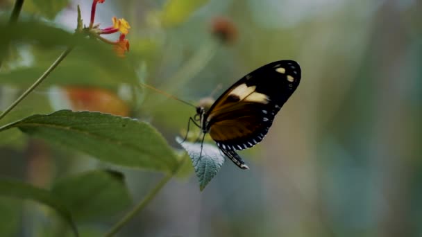 Piękny Motyl Tropikalny Zielonym Liściu Przeciw Płytkiej Głębi Pola Strzał — Wideo stockowe
