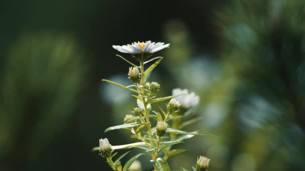 Een Close Van Kamille Bloem Wazige Achtergrond Slow Motion Pan — Stockvideo