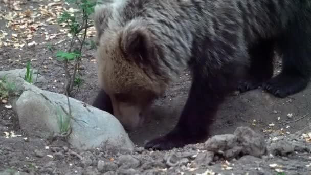 Europeiska Brunbjörnen Gräver Med Tassarna Bakom Sten Och Äter — Stockvideo