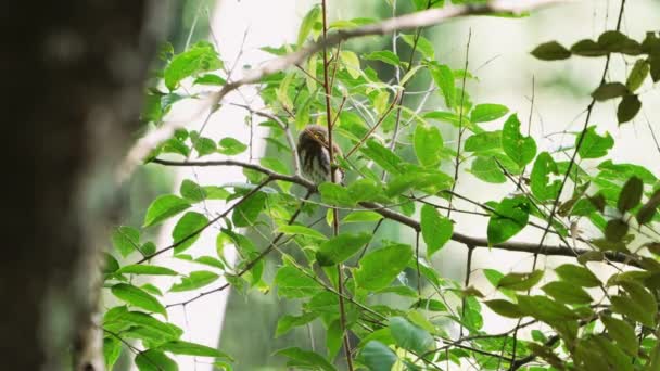 Gufo Collare Rimane Nascosto Mentre Appollaiato Sul Ramo Dell Albero — Video Stock