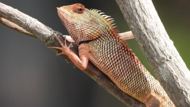 Lizard Tree Red Eyes Waiting Pry — Stock Video