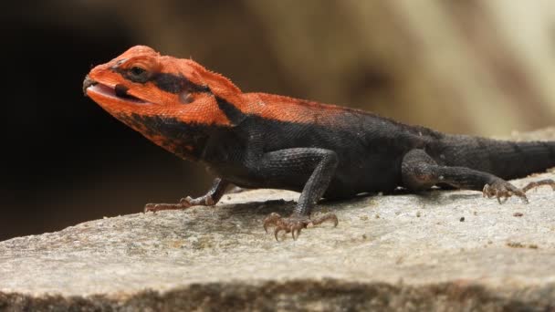 Lagarto Disfrutando Palanca Árbol Roca — Vídeos de Stock