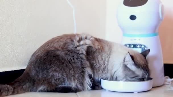 Vídeo Hermoso Ojos Azules Gato Comer Crianza 1080P Fullhd — Vídeos de Stock