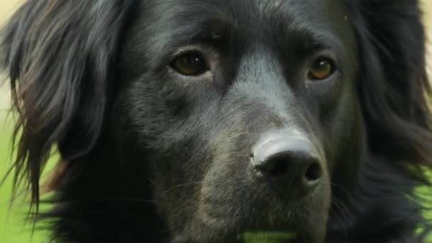 Portret Van Een Zwarte Hond Van Dichtbij Langzame Beweging Kijken — Stockvideo