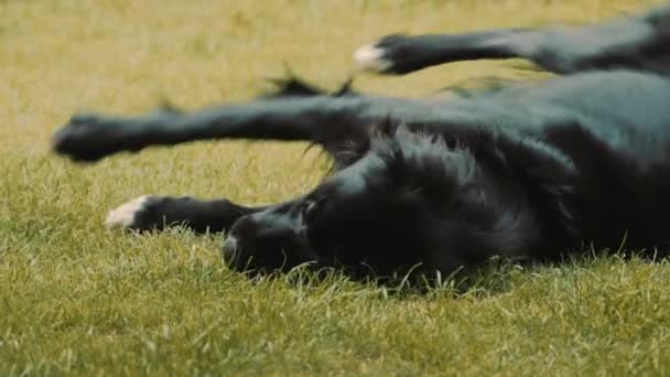 Glücklicher Schwarzer Hund Der Sich Auf Dem Gras Wälzt Und — Stockvideo
