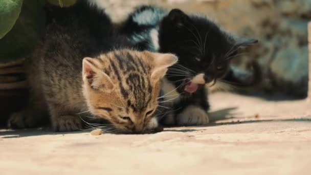 两只小猫在外面的阳光下吃着狼吞虎咽的食物 可爱的小猫 慢动作4K — 图库视频影像