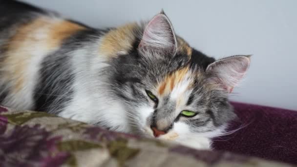 Κοντινό Πλάνο Πορτρέτο Της Γούνινης Γάτας Τριών Χρωμάτων Τεμπέλης Ύπνο — Αρχείο Βίντεο