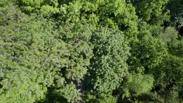 Drönare Flyger Över Grön Skog Avslöjar Väg Träden — Stockvideo