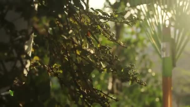 Primo Piano Una Pianta Nel Giardino Situato Titolari Vaso Piante — Video Stock