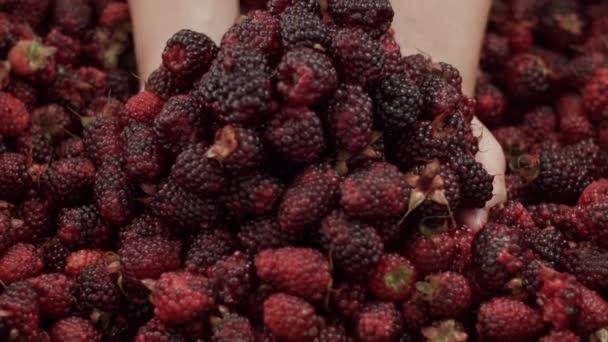 Closeup Blackberrys Tombant Des Mains — Video