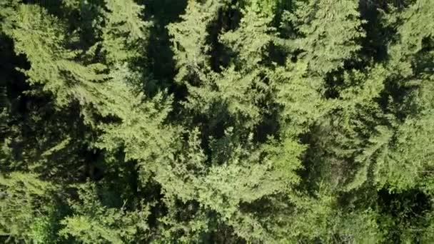 Luftaufnahme Von Grünem Wald Neben Einer Straße Kiefern Der Natur — Stockvideo