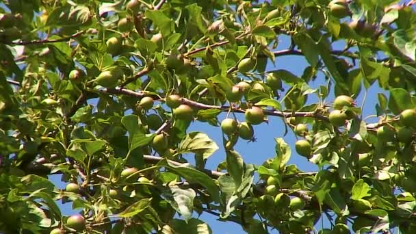 Crab Apples Growing Branch Crab Apple Tree Cloudless Sky Background — Stockvideo