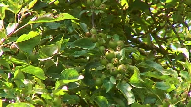Kleine Krab Appels Groeiend Een Aftakking Van Een Krab Appelboom — Stockvideo