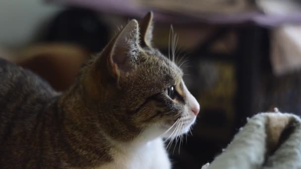 Beautifull Cat Looking While Enjoying Sunlight Coming Window — 비디오