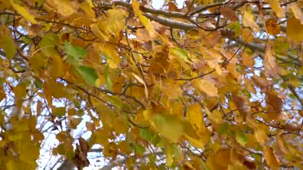 Slow Motion Medium Shot Yellow Silver Poplar Autumn Leaves Moved — Stock video